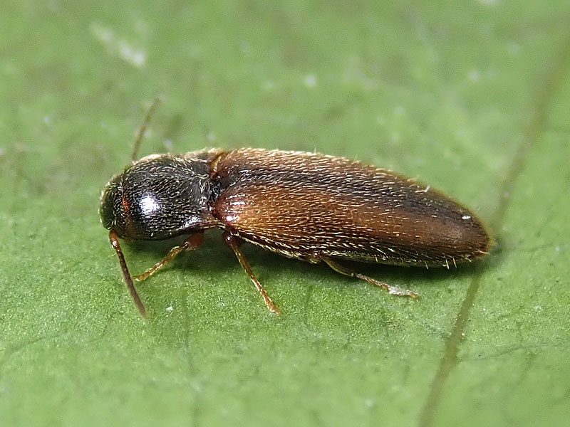 Elateridae: Adrastus sp.? S.
